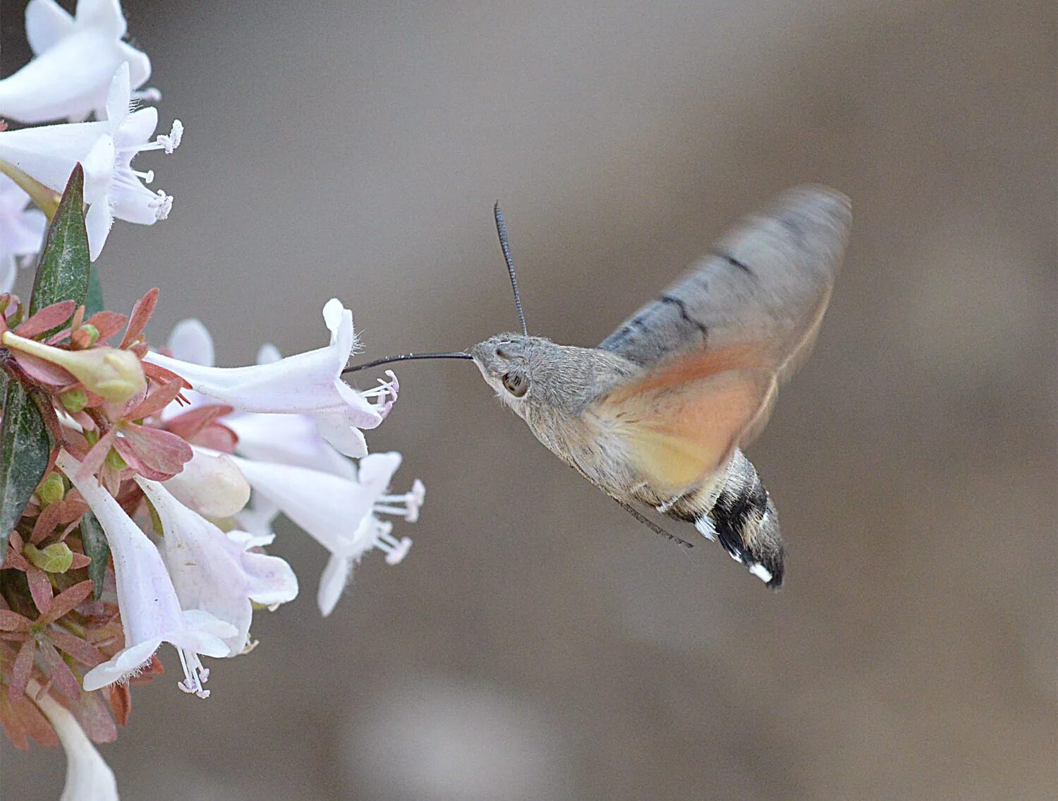 Приморский колибри фото Colibri Europeo Best Sale glomart.kz