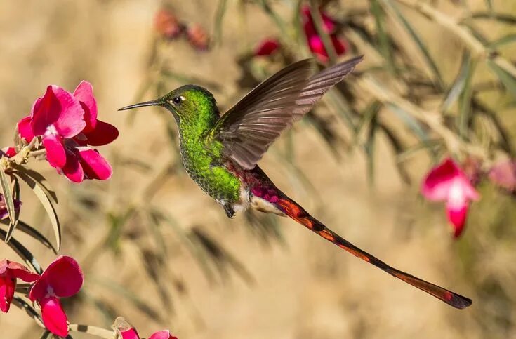 Приморский колибри фото Pin by HB Studio on ANIMALS Hummingbird pictures, Hummingbird wallpaper, Bird ph