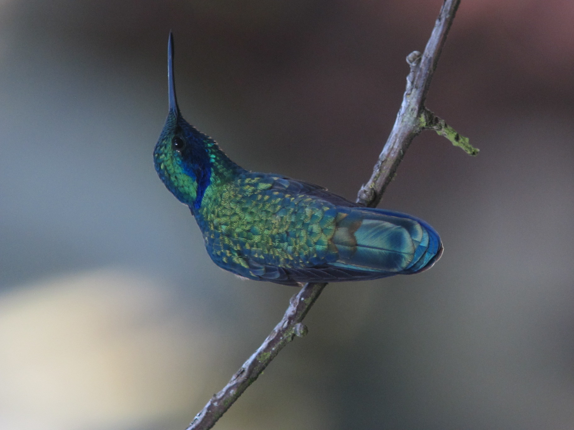 Приморский колибри фото File:Colibri coruscans Colibrí chillón Sparkling Violetear (12055695094).jpg - W