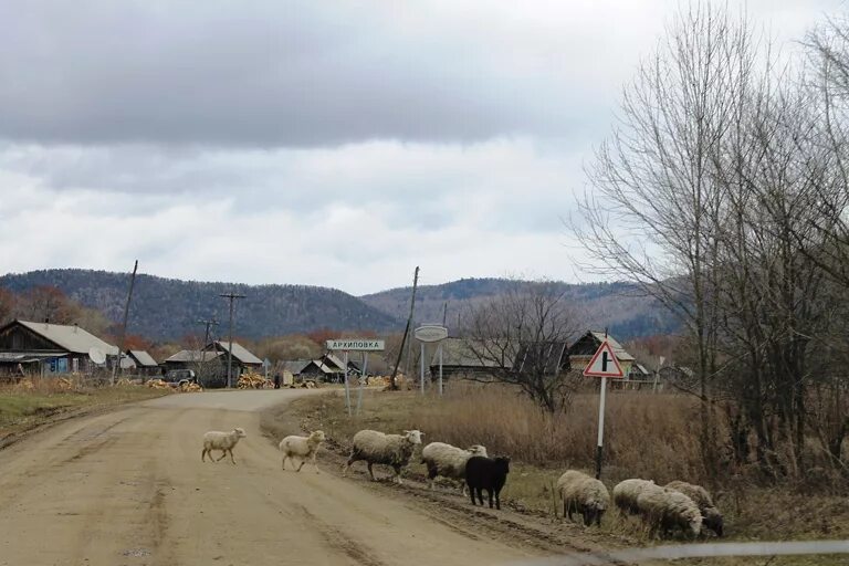 Приморский край село лубянка фото Дикие лисы атаковали деревни Приморья - PrimaMedia.ru