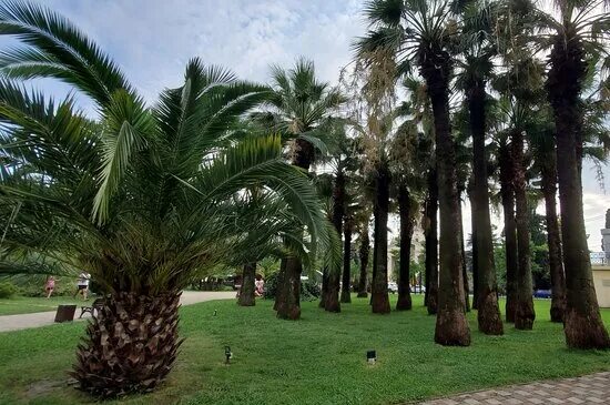 Приморский парк сочи фото Сквер у Морского вокзала или Кооперативный сквер - Picture of Park near the Mari