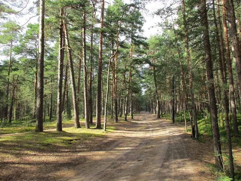 В Сосновом Бору предложили способ защиты парка "Приморский" от вандалов / Маяк. 