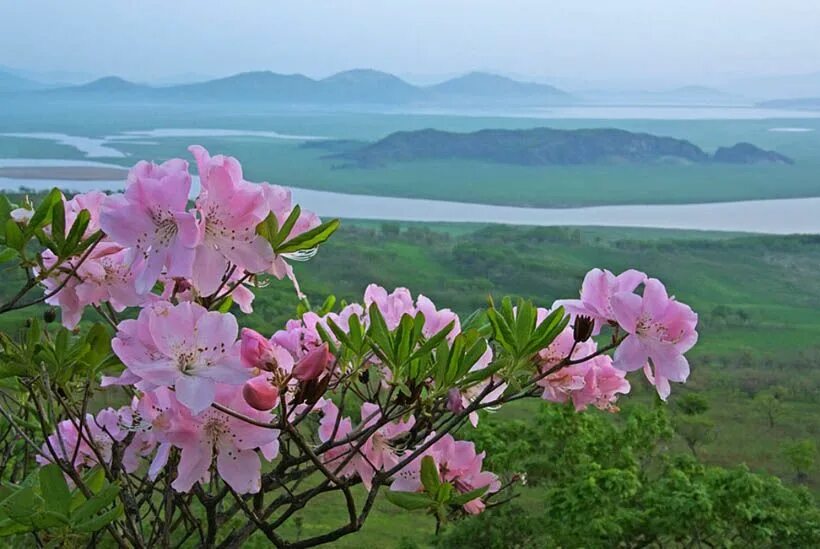 Приморский рододендрон фото Pin on Цветы Beautiful flowers, Flowers, Natural landmarks