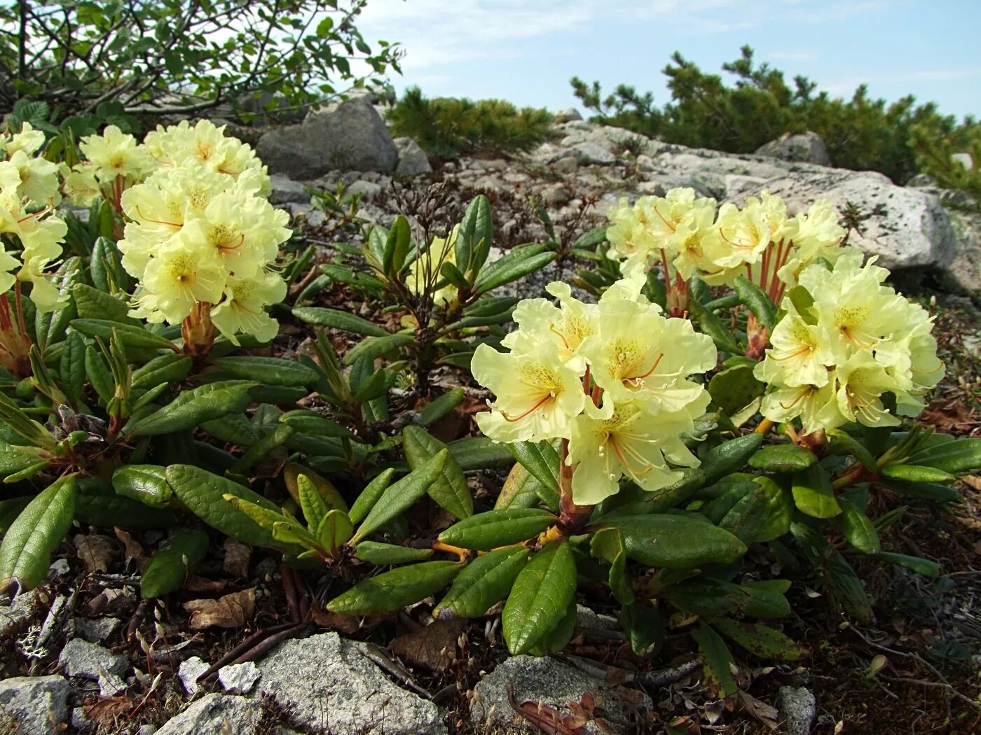 Приморский рододендрон фото Rhododendron aureum - Image of an specimen - Plantarium