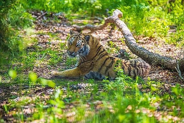 Приморский сафари парк фото Городской тигр стал звездой соцсетей