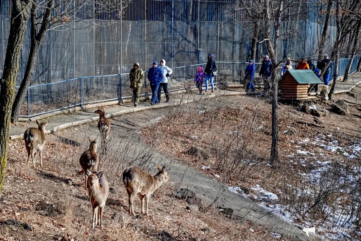 Приморский сафари парк фото Косули, гималайские медведи и черный гриф: жизнь Приморского сафари-парка зимой 