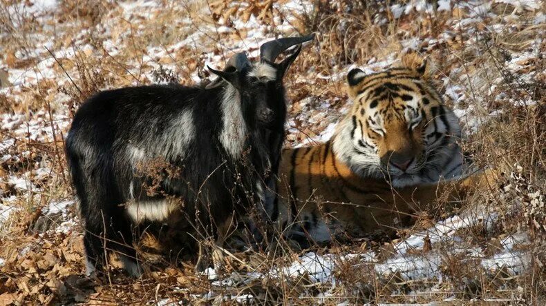 Приморский сафари парк фото New movie stars? Tiger & goat pals in Russian safari park to be filmed by S. Kor