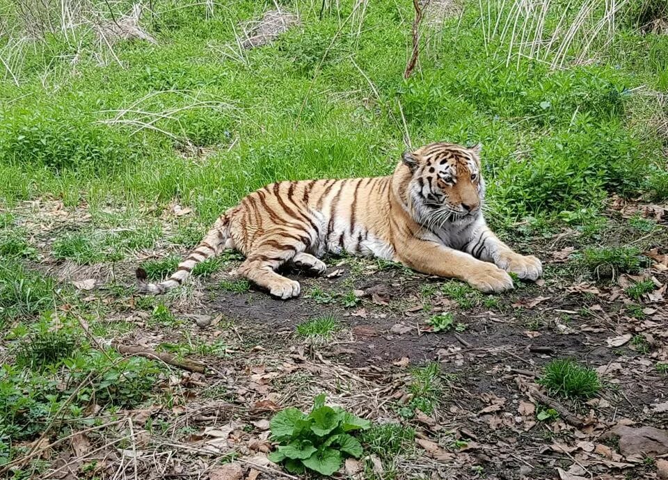 Приморский сафари парк фото Приморскому сафари-парку оказана финансовая помощь