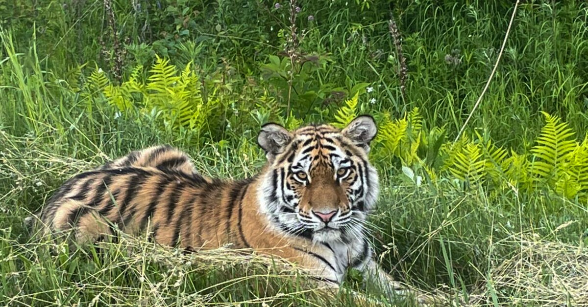 Приморский тигр фото В Приморье отловили амурского тигра Пикабу