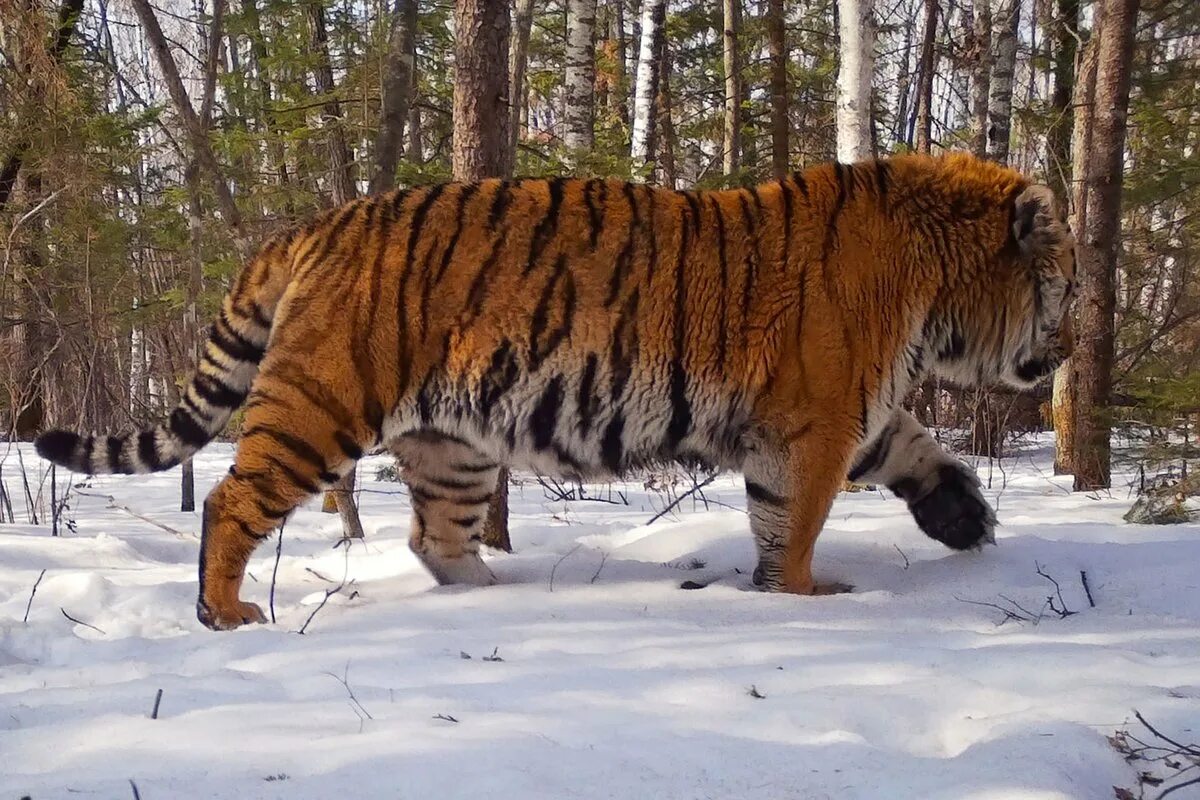 Приморский тигр фото В приморском нацпарке определили самого большого тигра