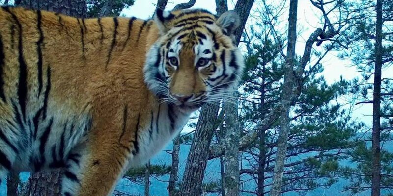 Приморский тигр фото Тигры в Приморском крае переоделись в зимнюю "шубку" Дзен