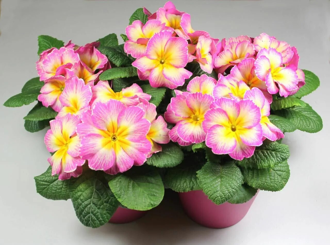 Примула домашняя уход фото Primula acaulis Lipstick F1. A unique novel colour, this hybrid is genetically c