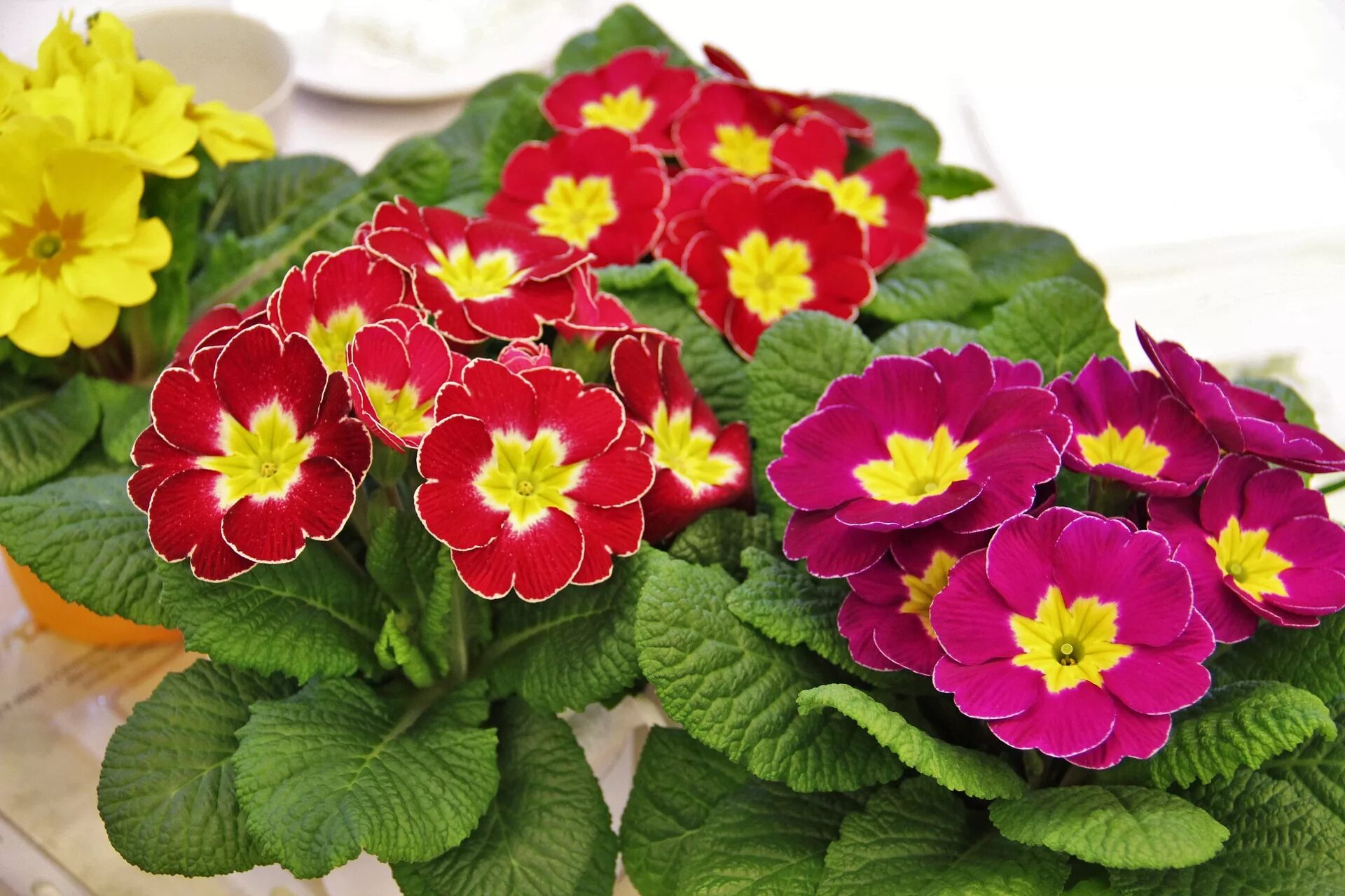 Примула домашняя уход фото February Birth Flowers: Primrose and Violet What Do They Mean? The Old Farmer's 