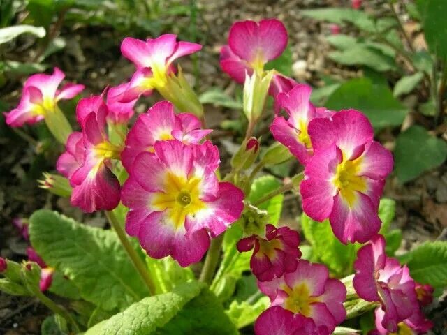 Примула фото садовая Primula Shade garden, Shade loving shrubs, Garden