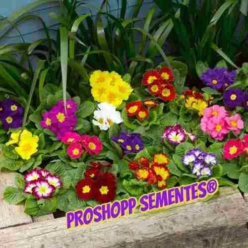 Примула клумба фото Sementes Flor Primula Elatior Sortida Jardim Vaso Frtegratis Vasos de flores, To