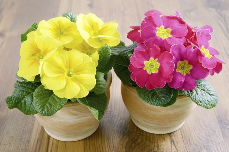 Примула комнатная фото уход в домашних Primrose plants Primrose plant, House plants, Plant care