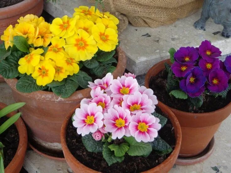 Примула комнатная уход в домашних условиях фото Growing Annuals in Pots: Follow These Tips for Beautiful Flowers Gardening for b