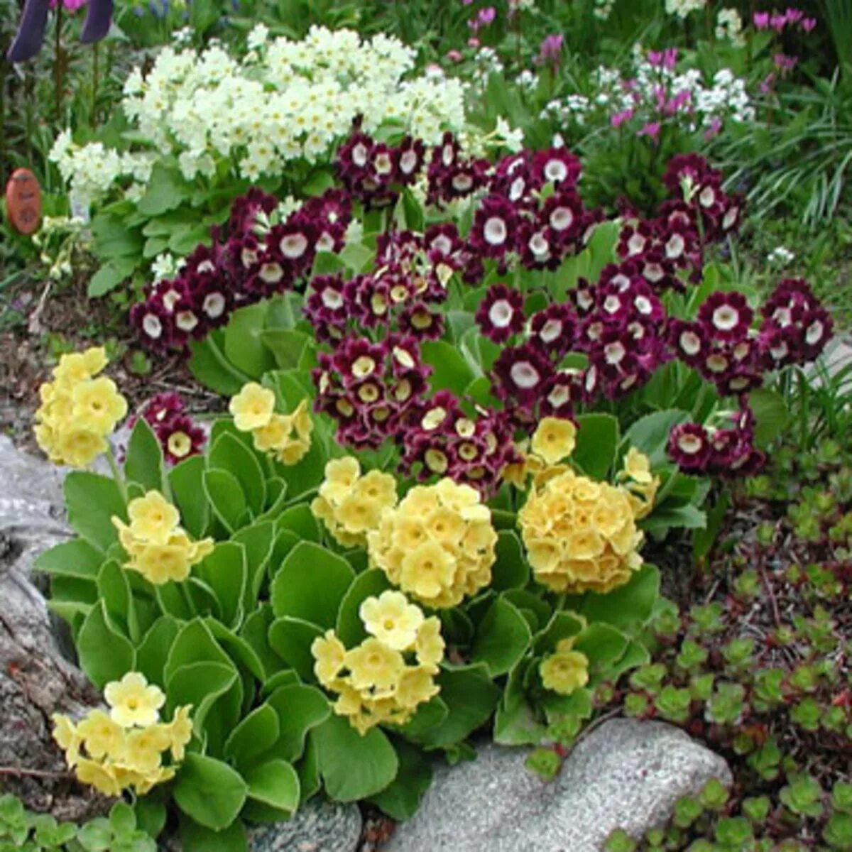 Примула многолетняя на клумбе фото Primrose - Horticulture