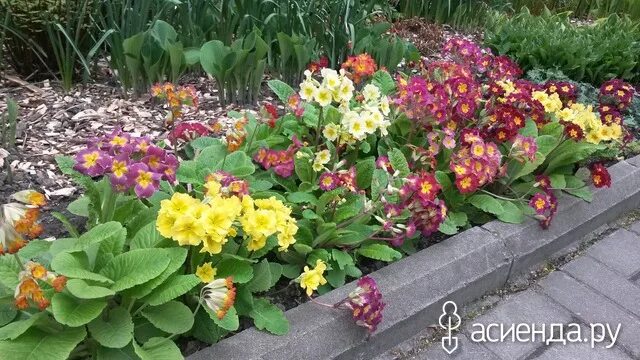 Примула многолетняя на клумбе фото Фото: Альбом "Ботанический сад. Идеи. Цветники.Цветы": Альбомы