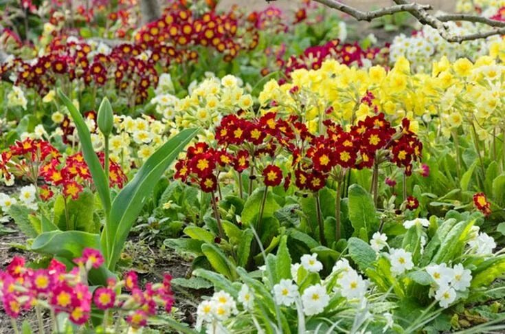 Примула многолетняя на клумбе фото Primula / Primroses Primula, Fragrant plant, Primrose plant