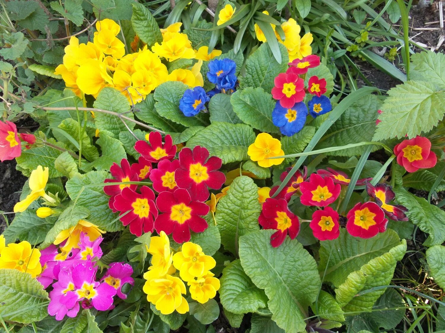 Примула многолетняя посадка фото PRIMROSE PRIMULA WINTER bedding perennial border hanging basket / bedding /borde