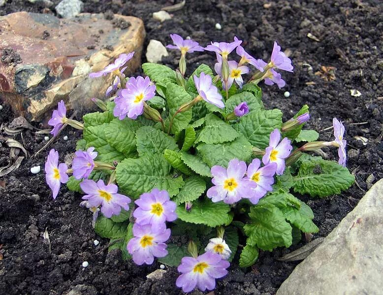 Примула многолетняя посадка и уход фото Секция Примула (Primula)