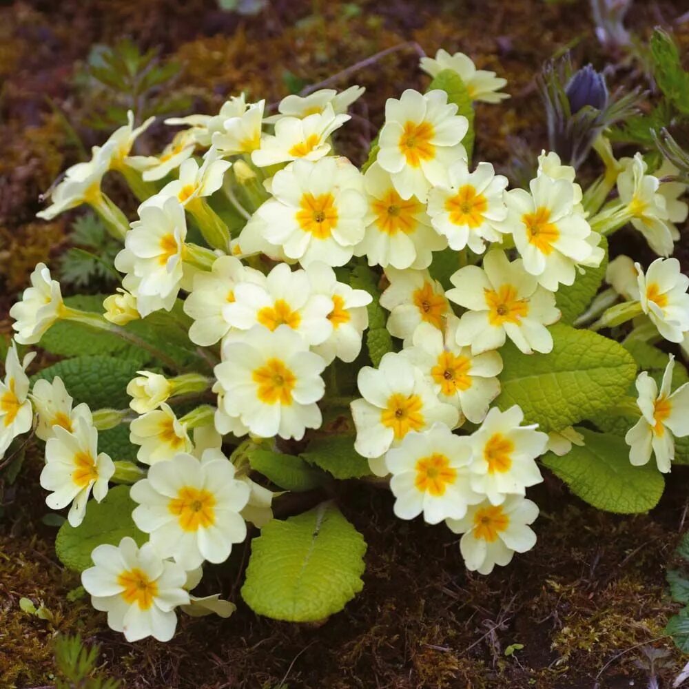 Примула многолетняя садовая фото уход Primula vulgaris - Perennial & Biennial Seeds - Thompson & Morgan Primula, Flowe