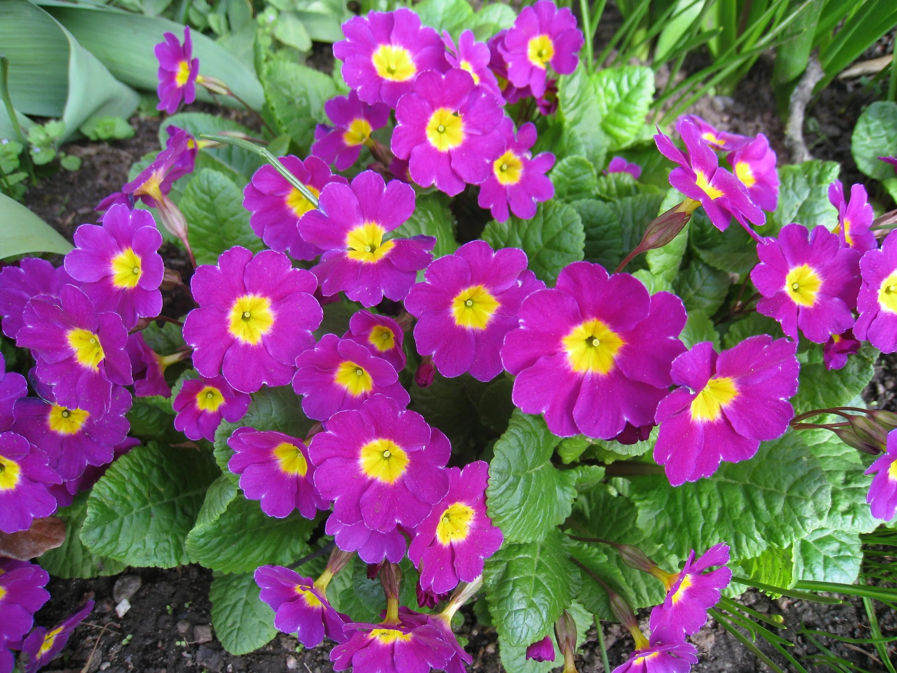 Примула садовая фото и уход Free Images : flower, spring, green, pink, flora, flowers, primula, flowering pl