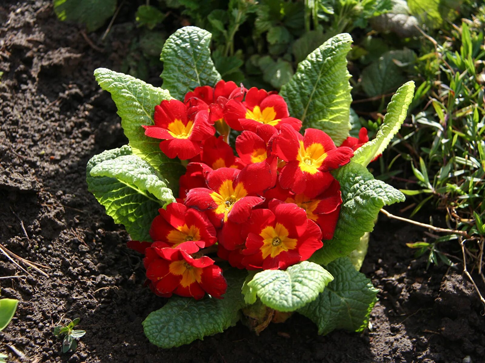 Примула садовая фото и уход Image Leaf Red flower Primula 1600x1200