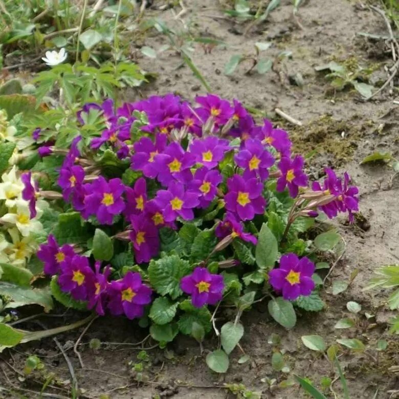 Примула цветок садовый многолетний фото Примула - купить в Павловском Посаде, цена 100 руб., продано 6 мая 2020 - Растен