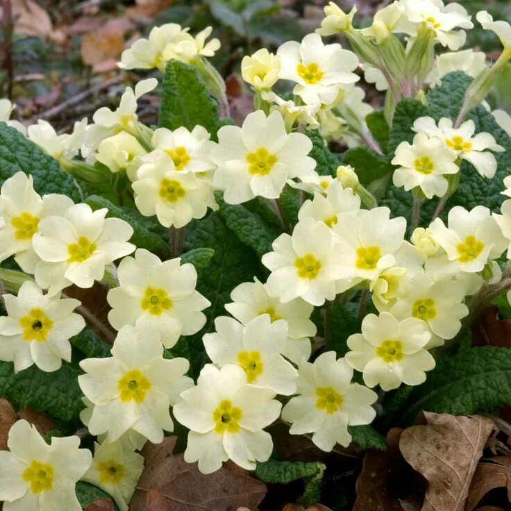 Примула цветок садовый многолетний фото Primula vulgaris - Primrose - Dobbies Garden Centres Primula, Lily flower, Flowe