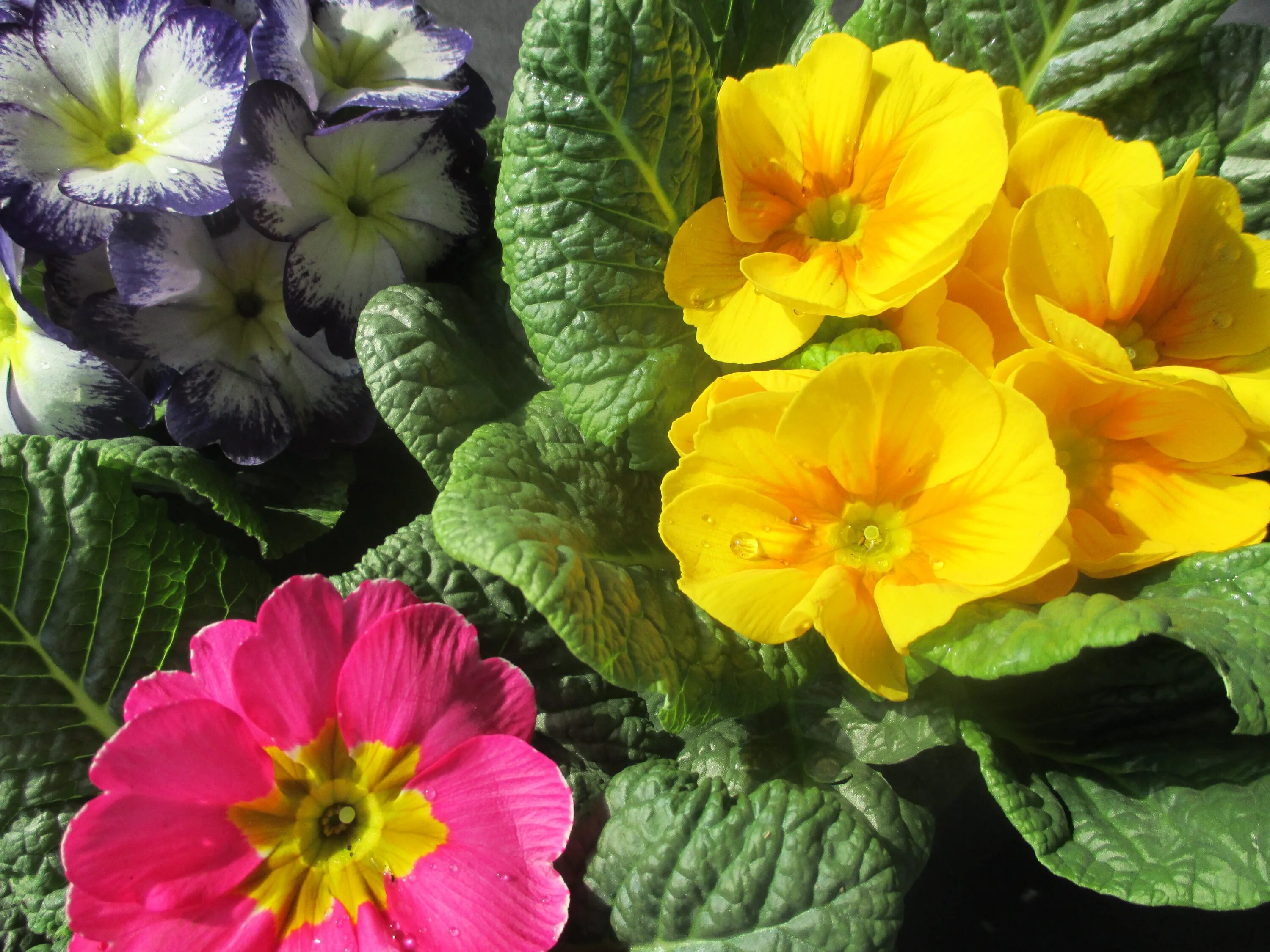 Примула цветок садовый описание фото Free Images : flower, petal, yellow, pink, flora, spring flowers, viola, primula