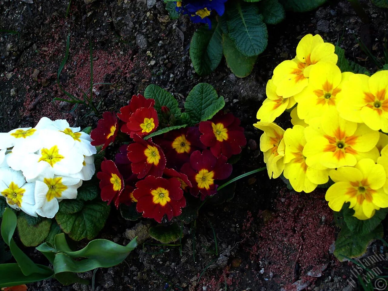 Примула цветок садовый описание фото A primrose flower photo.