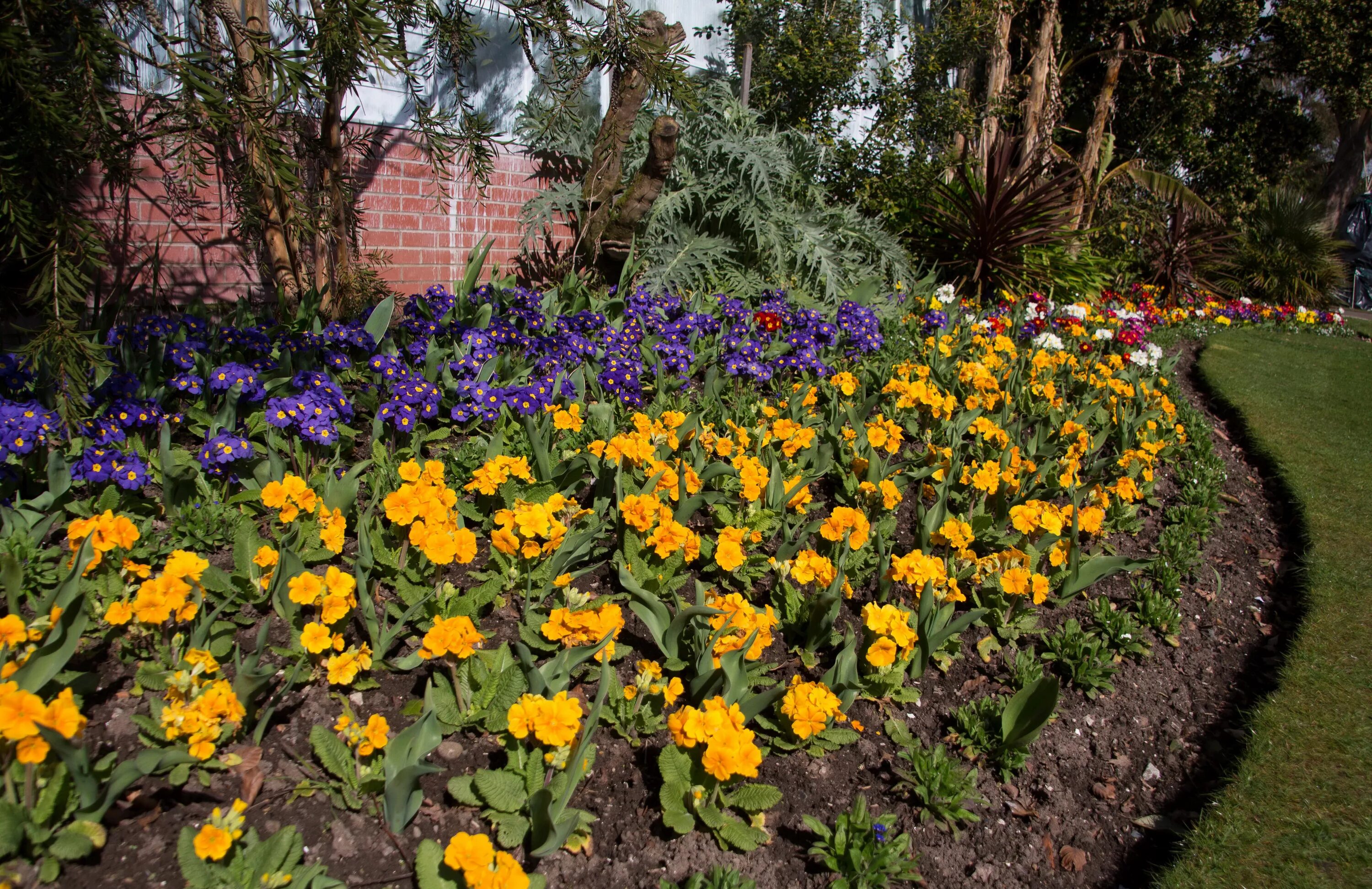 Примула в ландшафтном дизайне фото Фотография Природа Великобритания Swansea Botanic Gardens 4200x2720