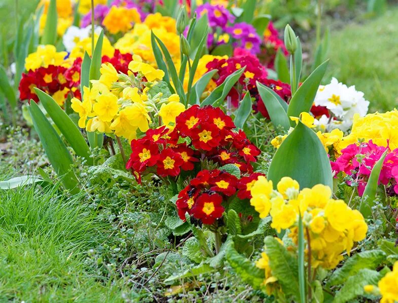 Примула в ландшафтном дизайне фото Primulas Guide: How to Grow & Care for "Primroses"