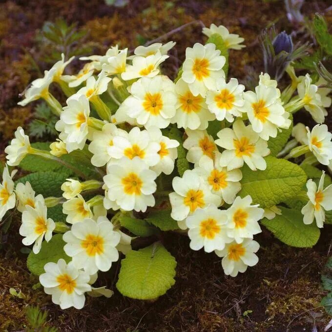 Blue Polyanthus Coral Sale poligraf-ti.kz