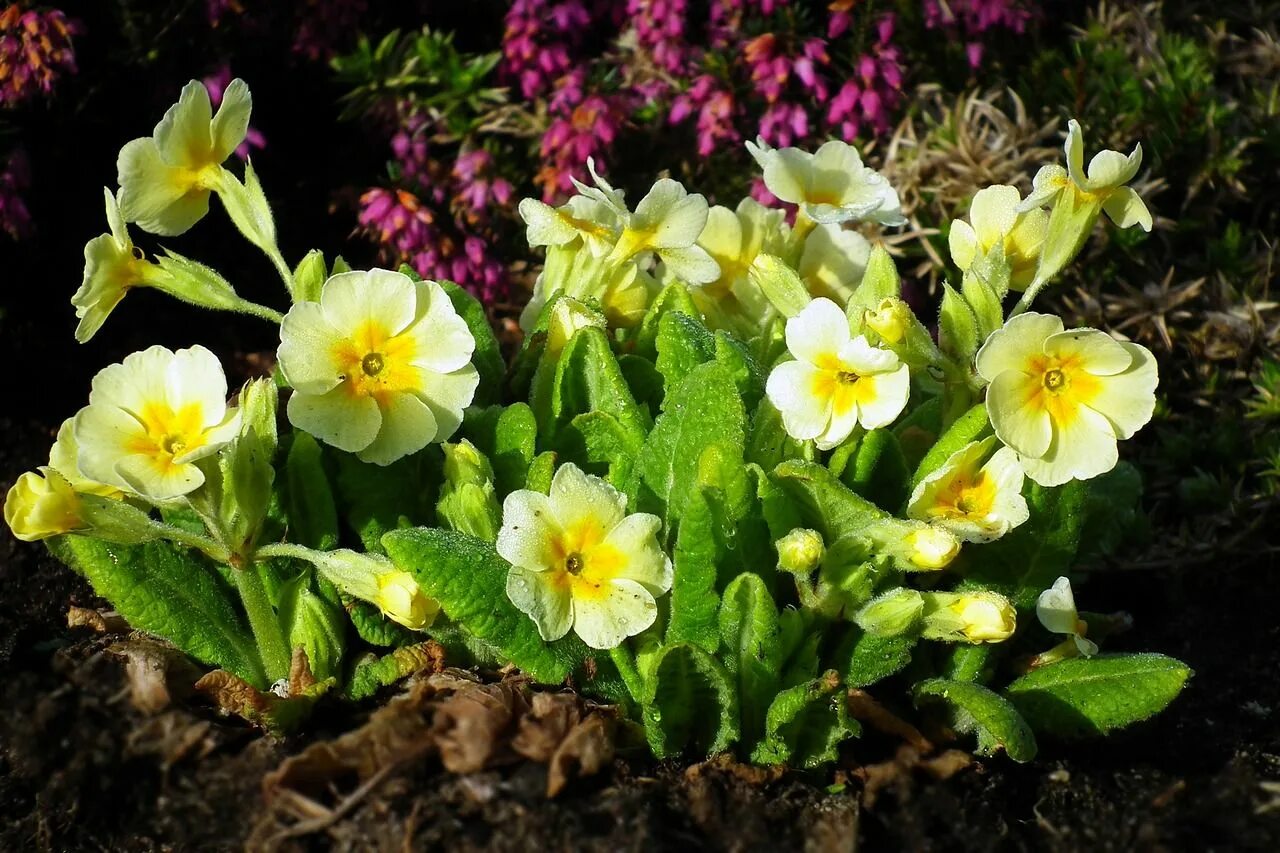 Примула высокая фото Flower Primrose Spring - Free photo on Pixabay Primula, Flowers, Spring nature