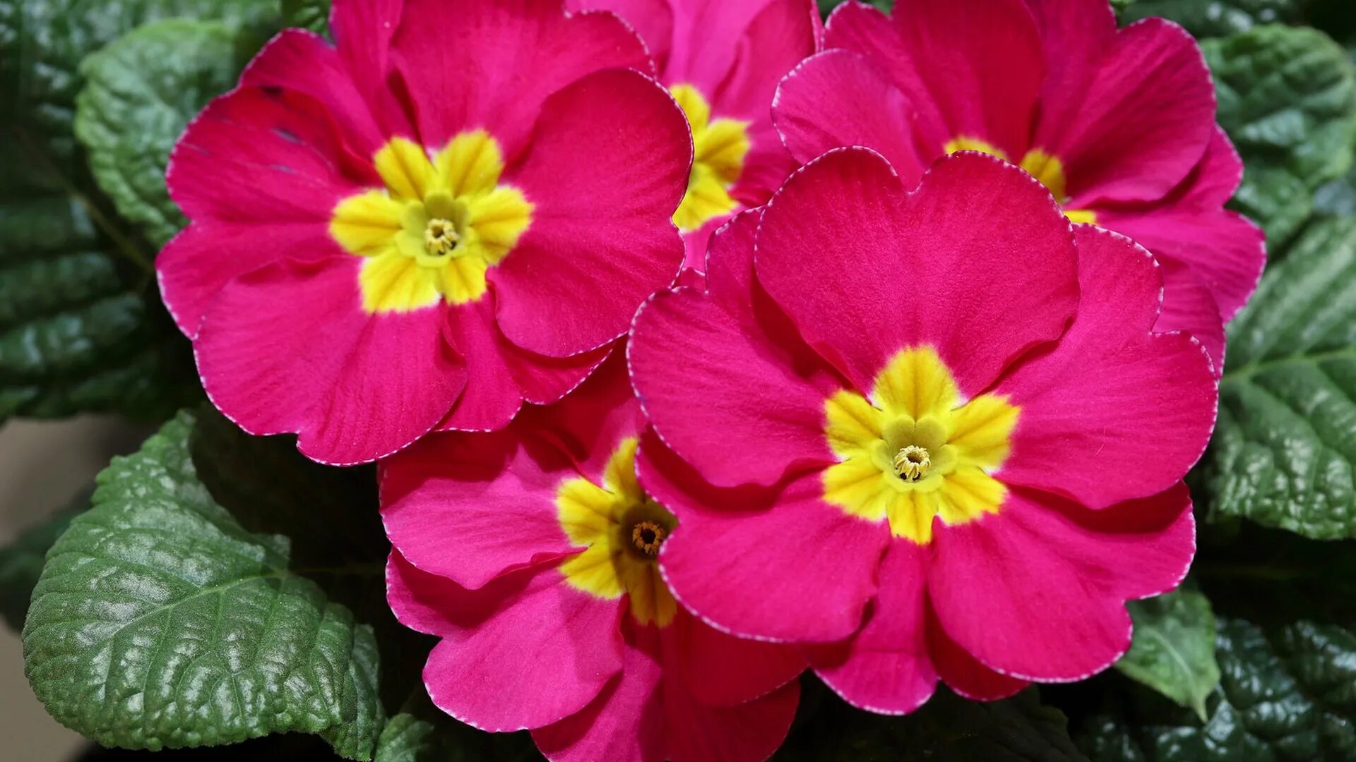 Примула высокая фото Download wallpaper macro, petals, Primrose, Primula, section flowers in resoluti