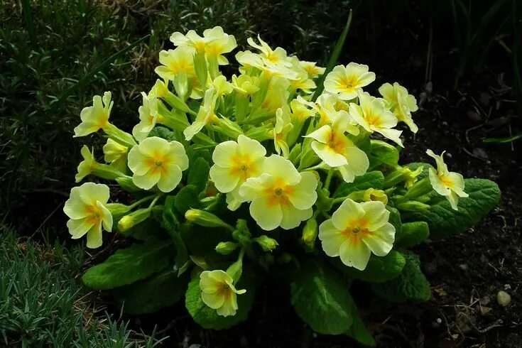 Примула желтая фото Free Image on Pixabay - Flower, Primrose, Yellow, Spring Primula, Flowers, Yello