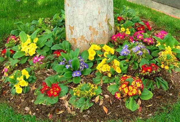 Примулы посадка и уход фото Primulas, Spring Blooming Plants for Your House and Yard Beautiful flowers garde