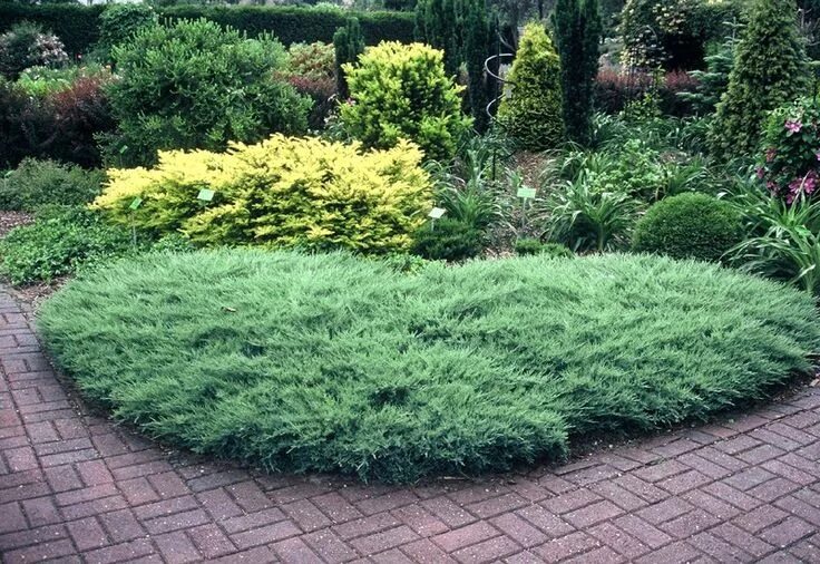 Принц уэльский можжевельник в ландшафтном дизайне Juniperus horizontalis 'Agnieszka' - Conifers garden, Garden design, Front yard 