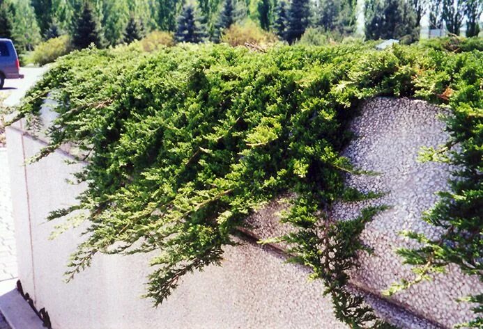 Принц уэльский можжевельник в ландшафтном дизайне Prince of Wales Juniper (Juniperus horizontalis 'Prince of Wales') at Squak Moun