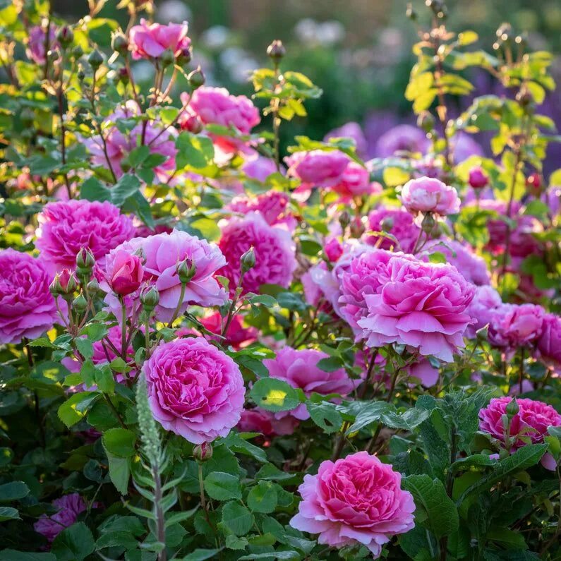 Принцесса александра роза фото Princess Alexandra of Kent ™ David austin roses, Roses for shade, Princess alexa