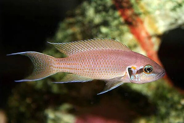 Принцесса бурунди аквариумная рыбка фото Принцесса Бурунди (Neolamprologus brichardi) 2,5-3 см купить за 101 руб. - ZOOMI