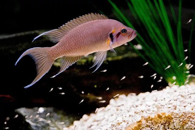 Принцесса бурунди аквариумная рыбка фото Pin on Aquarium fish Cichlids, Freshwater aquarium fish, Pet fish