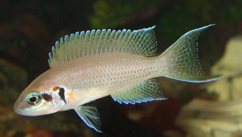 Принцесса бурунди аквариумная рыбка фото Brichardi Cichlid (Neolamprologus Brichardi), also called "Princess of Burundi".