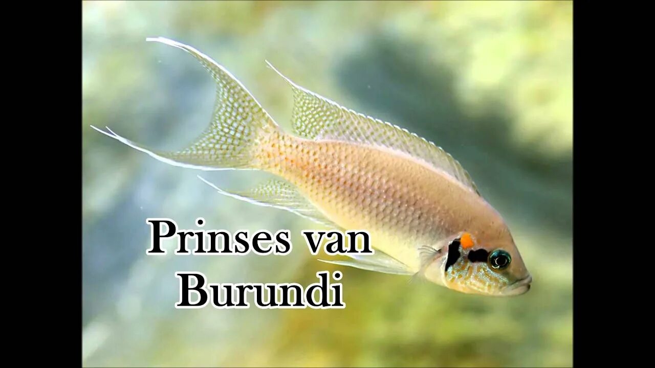 Принцесса бурунди рыбка фото Biologie Gedrag - Berberaap & Prinses van Burundi - YouTube