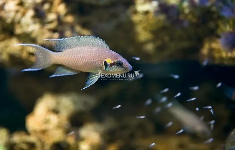 Принцесса бурунди рыбка фото Принцесса Бурунди (Neolamprologus brichardi) купить по выгодной цене в интернет-