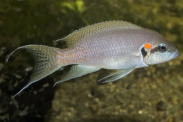 Принцесса бурунди рыбка фото Принцесса Бурунди (Neolamprologus brichardi) 2,5-3 см купить за 101 руб. - ZOOMI