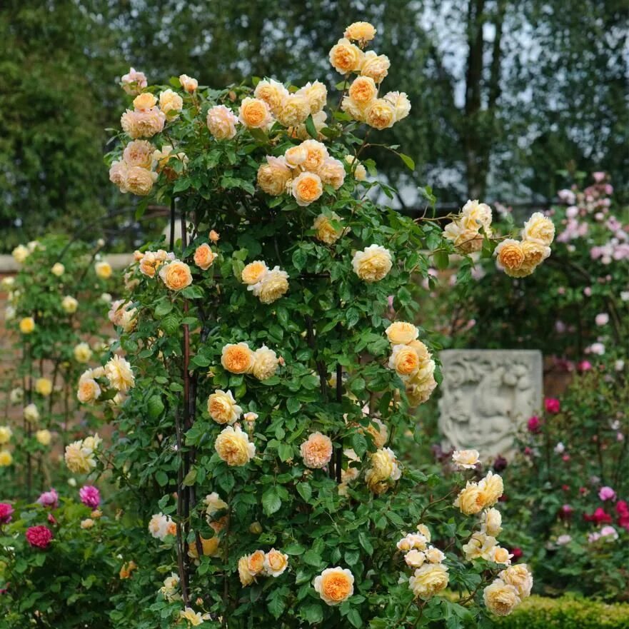 Принцесса маргарет роза фото Crown Princess Margareta Climbing roses, David austin roses, Perennial garden de